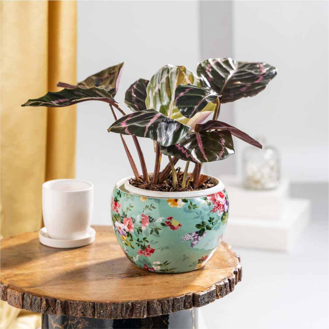 Calathea Dottie with Metal Plant Stand