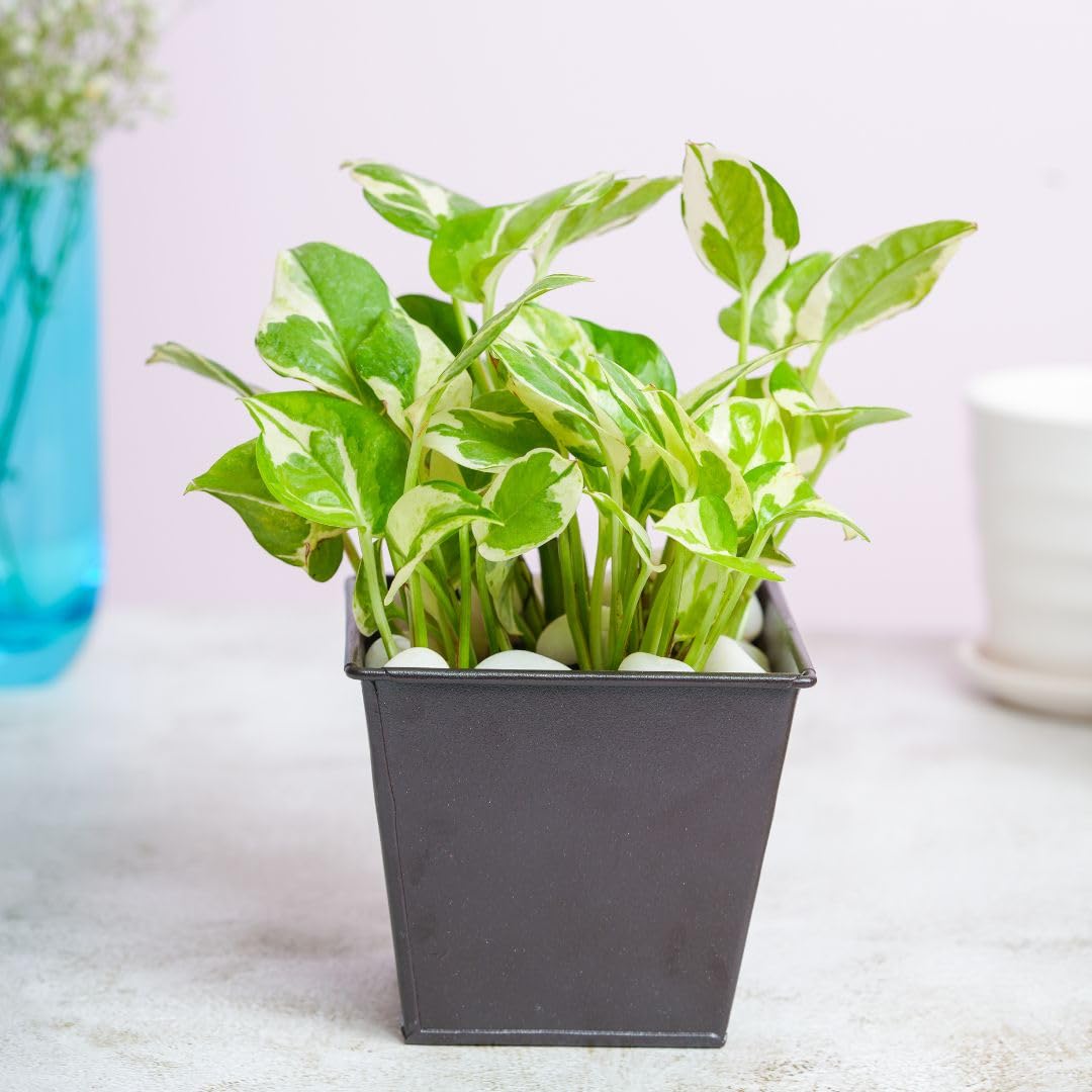 Scinapsus Plant In A Dark Brown Metal Pot