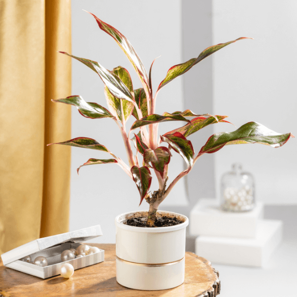 Aglaonema Lipstick Plant  with White Metal Plant Pot