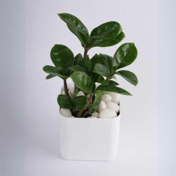 Zamia Black Plant With White Plastic Pot