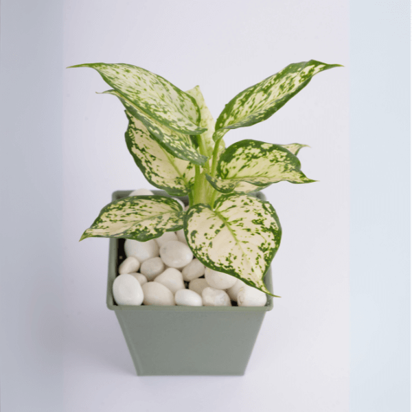 AglaonemaSnow White Plant With Light Green Pot