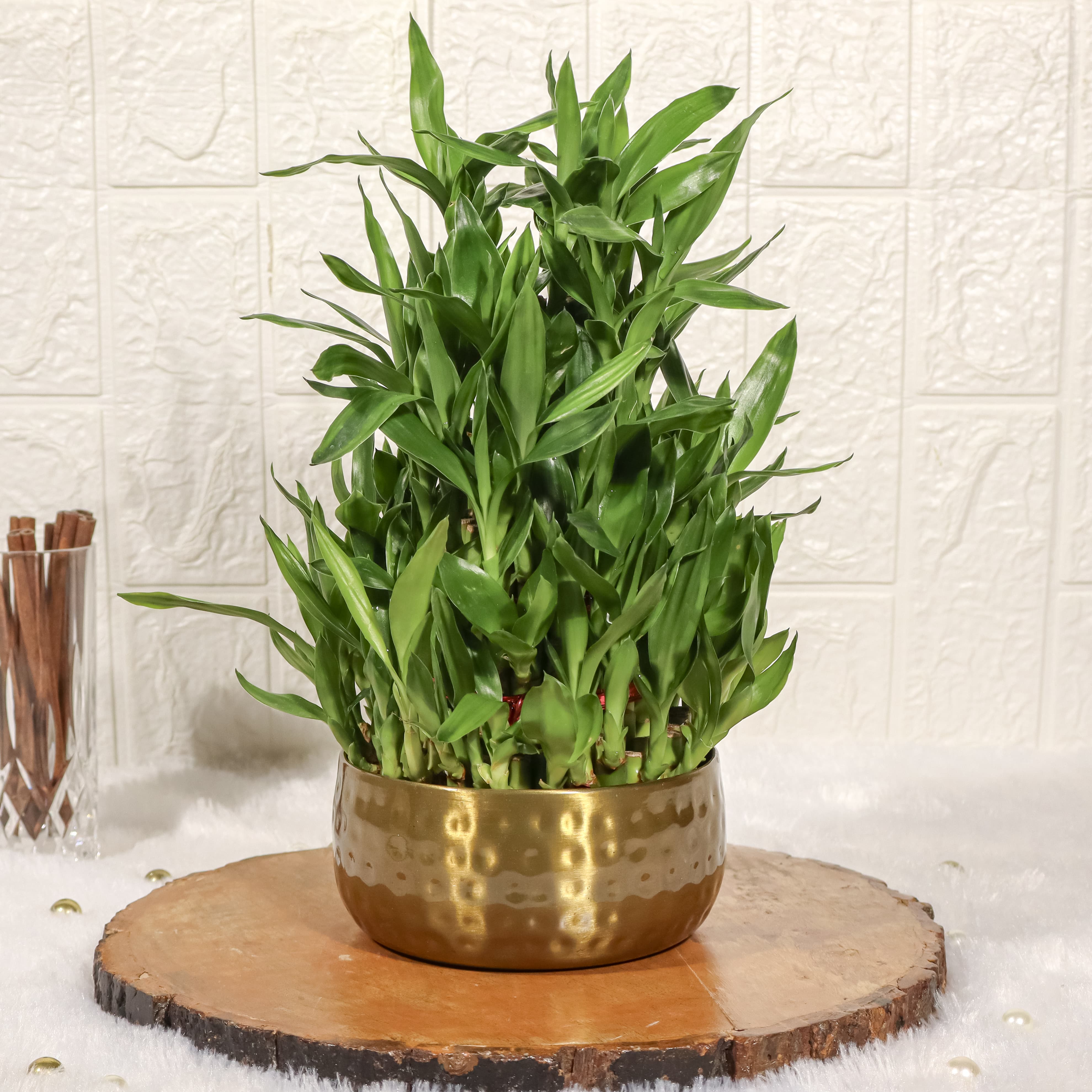 5 Layer Lucky Bamboo Plant in Gold Dotted Metal Pot
